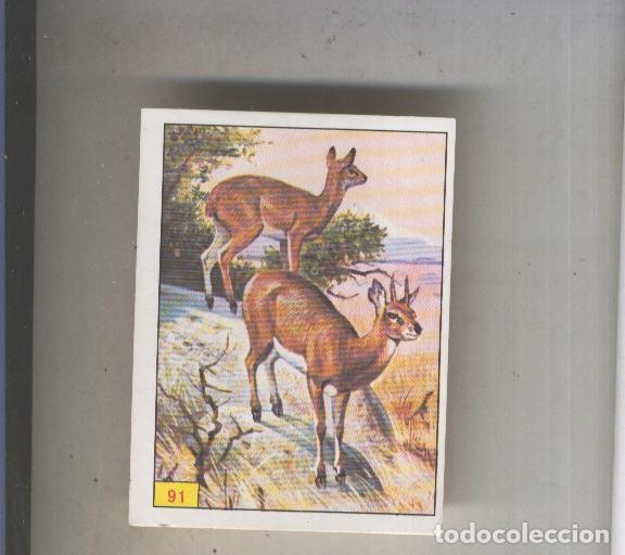 Sports collectibles: Cromo Mamiferos de Panini numero 091 - Varios