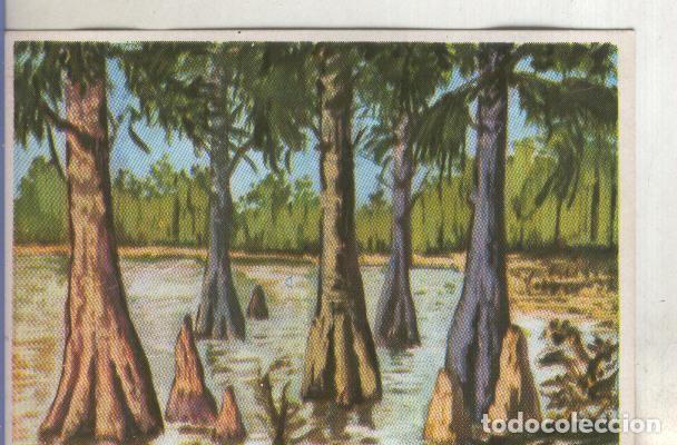 Collezionismo sportivo: Cromos: Historia Natural numero 385 - Varios