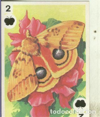 Coleccionismo deportivo: Cromo: Mriposas numero 8: polilla - Varios