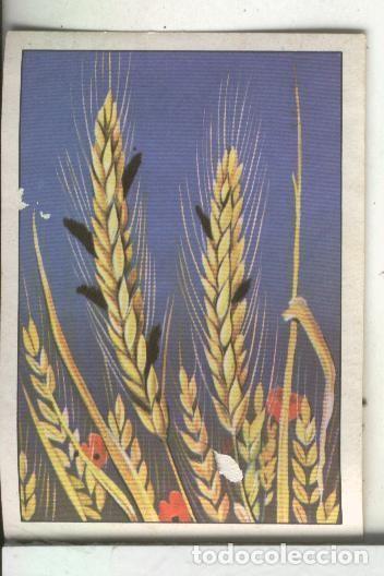 Collezionismo sportivo: Cromo: Las maravillas del Universo serie numero 9 numero 11 - Varios