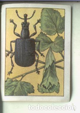 Collezionismo sportivo: Cromo: Curiosidades del Universo serie numero 35 numero 9 - Varios