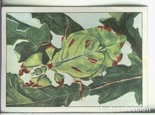 Collezionismo sportivo: Cromo: Las maravillas del Universo serie numero 13 numero 1 - Varios