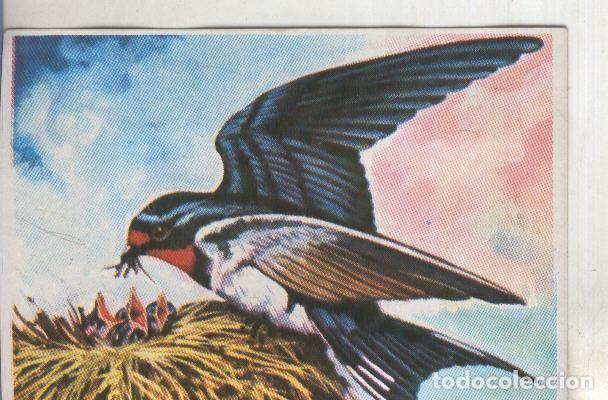 Collectionnisme sportif: Cromos: Historia Natural numero 099 - Varios