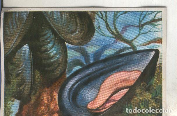 Collezionismo sportivo: Cromos: Historia Natural numero 117 - Varios