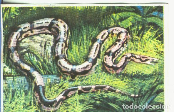 Sports collectibles: Cromos: Historia Natural numero 154 - Varios