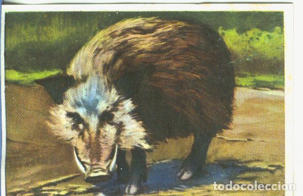 Sammelleidenschaft Sport: Cromos: Historia Natural numero 162 - Varios