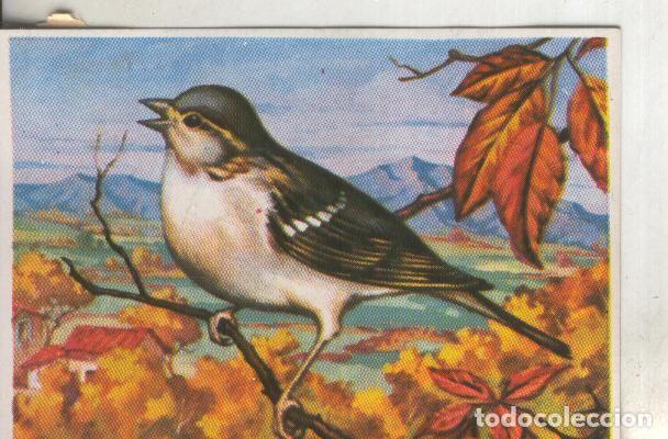 Colecionismo desportivo: Cromos: Historia Natural numero 204 - Varios