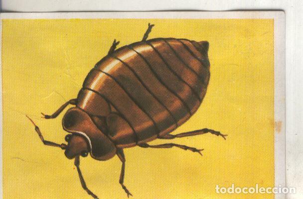 Sports collectibles: Cromos: Historia Natural numero 222 - Varios