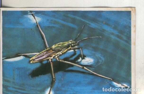 Collezionismo sportivo: Cromos: Historia Natural numero 236 - Varios