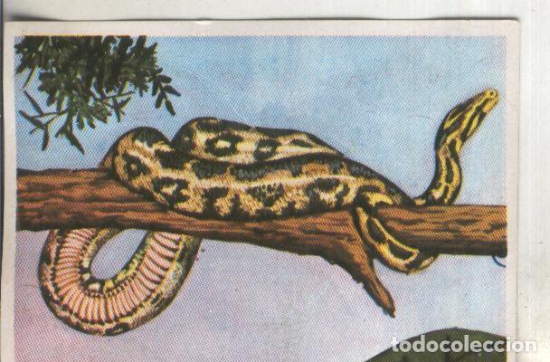 Collezionismo sportivo: Cromos: Historia Natural numero 251 - Varios