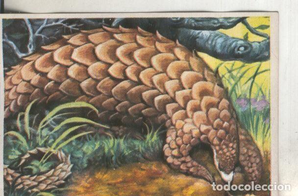 Collezionismo sportivo: Cromos: Historia Natural numero 108 - Varios