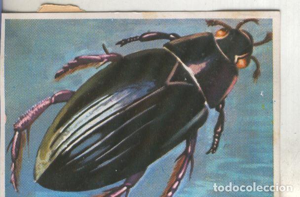 Coleccionismo deportivo: Cromos: Historia Natural numero 114 - Varios