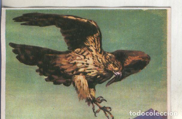 Collezionismo sportivo: Cromos: Historia Natural numero 294 - Varios