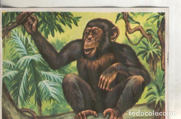 Collezionismo sportivo: Cromos: Historia Natural numero 121 - Varios