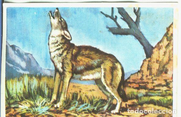 Sports collectibles: Cromos: Historia Natural numero 159 - Varios