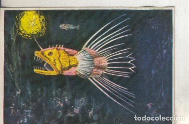 Sammelleidenschaft Sport: Cromos: Historia Natural numero 196 - Varios