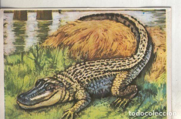 Collezionismo sportivo: Cromos: Historia Natural numero 225 - Varios