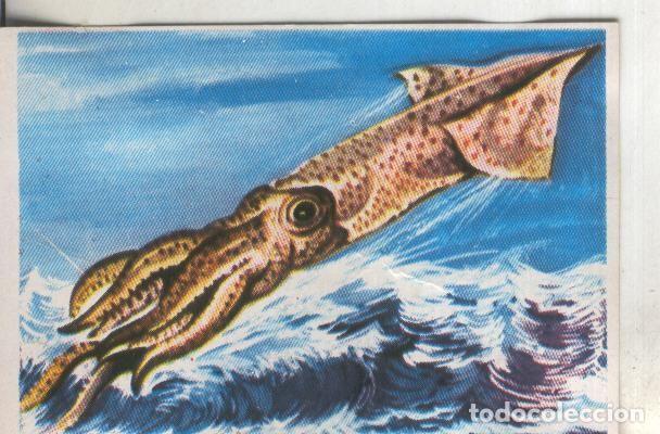 Coleccionismo deportivo: Cromos: Historia Natural numero 247 - Varios