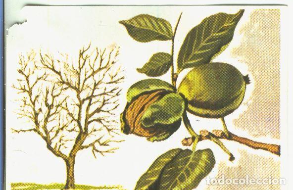 Sports collectibles: Cromos: Historia Natural numero 428 - Varios