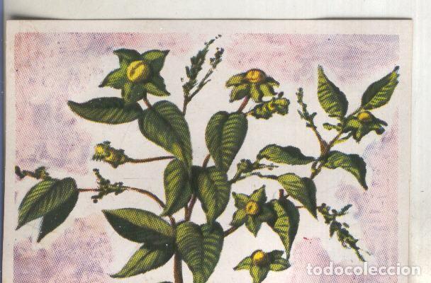 Sammelleidenschaft Sport: Cromos: Historia Natural numero 441 - Varios