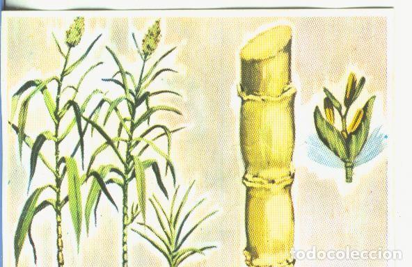 Collezionismo sportivo: Cromos: Historia Natural numero 458 - Varios