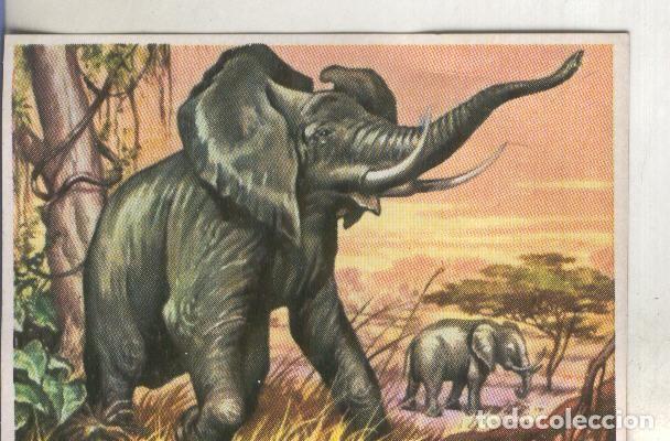 Collectionnisme sportif: Cromos: Historia Natural numero 304 - Varios