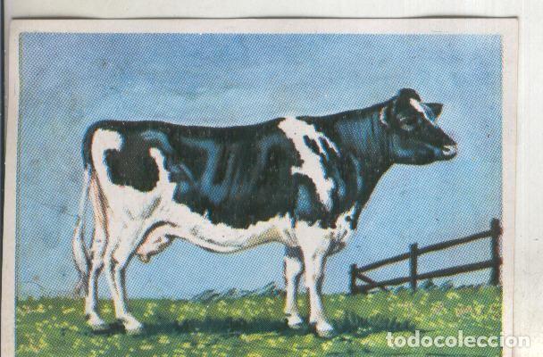 Colecionismo desportivo: Cromos: Historia Natural numero 313 - Varios