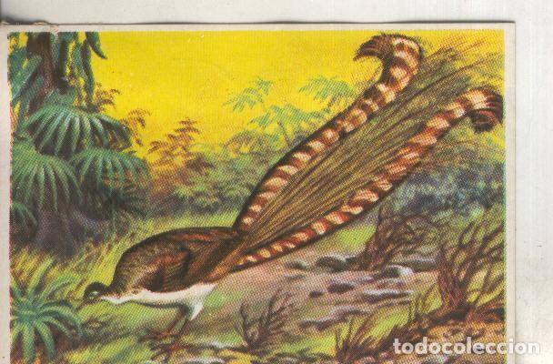 Colecionismo desportivo: Cromos: Historia Natural numero 323 - Varios