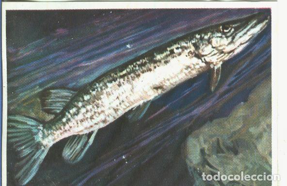 Collectionnisme sportif: Cromos: Historia Natural numero 367 - Varios