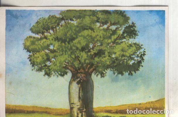 Sammelleidenschaft Sport: Cromos: Historia Natural numero 383 - Varios