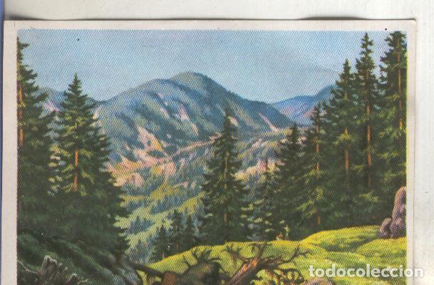 Colecionismo desportivo: Cromos: Historia Natural numero 409 - Varios