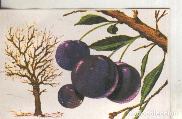 Coleccionismo deportivo: Cromos: Historia Natural numero 421 - Varios