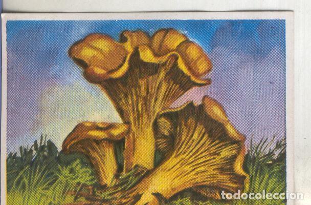 Colecionismo desportivo: Cromos: Historia Natural numero 431 - Varios