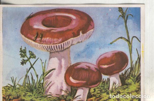 Colecionismo desportivo: Cromos: Historia Natural numero 437 - Varios