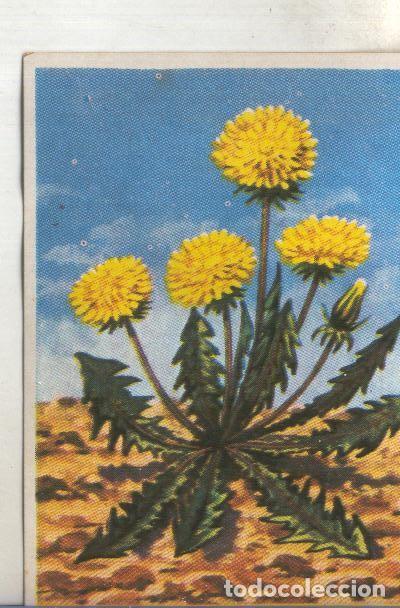 Coleccionismo deportivo: Cromos: Historia Natural numero 451 - Varios