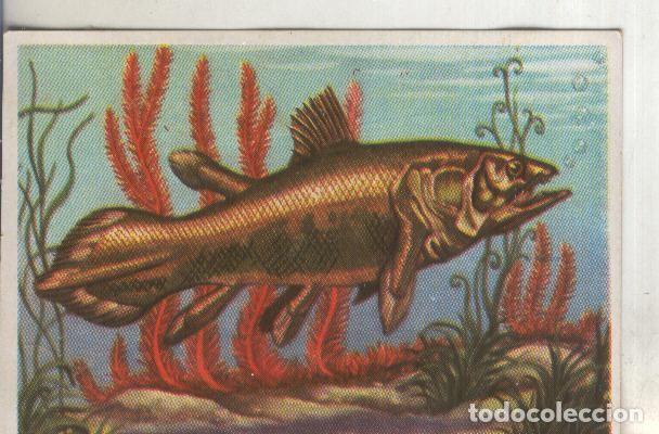 Collezionismo sportivo: Cromos: Historia Natural numero 035 - Varios