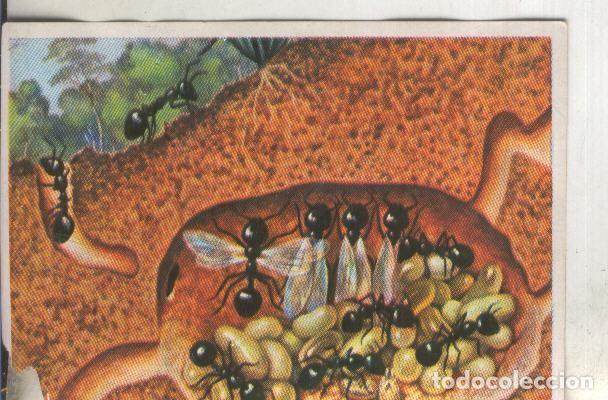 Collectionnisme sportif: Cromos: Historia Natural numero 091 - Varios