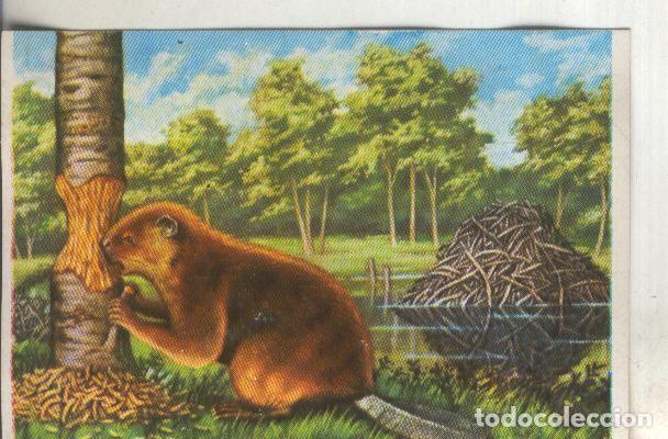 Collectionnisme sportif: Cromos: Historia Natural numero 097 - Varios