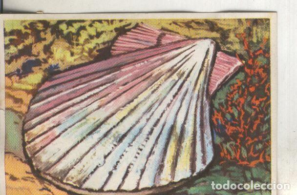 Coleccionismo deportivo: Cromos: Historia Natural numero 109 - Varios