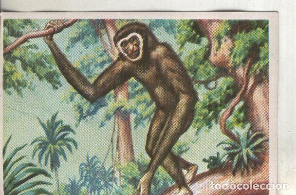 Coleccionismo deportivo: Cromos: Historia Natural numero 122 - Varios