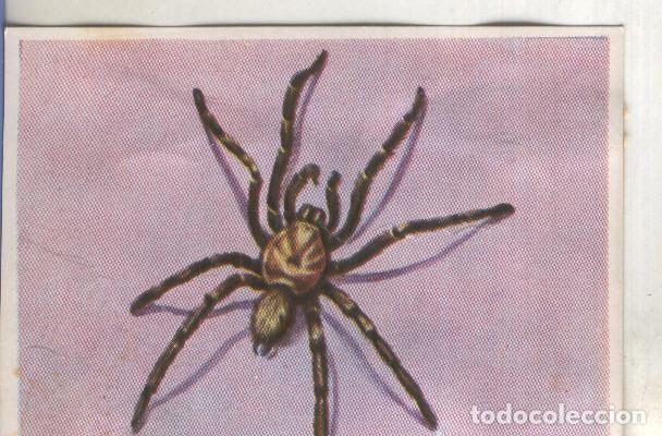 Sports collectibles: Cromos: Historia Natural numero 134 - Varios