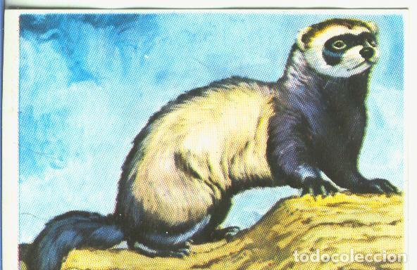 Coleccionismo deportivo: Cromos: Historia Natural numero 161 - Varios