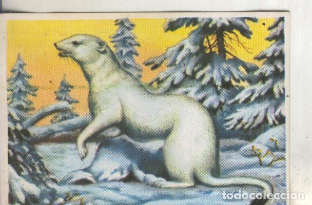 Sports collectibles: Cromos: Historia Natural numero 177 - Varios