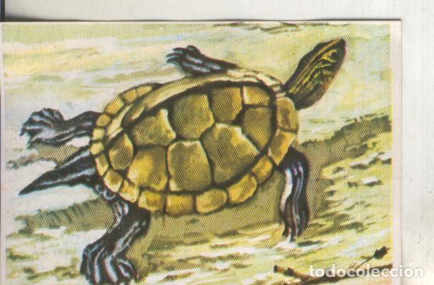 Sammelleidenschaft Sport: Cromos: Historia Natural numero 227 - Varios