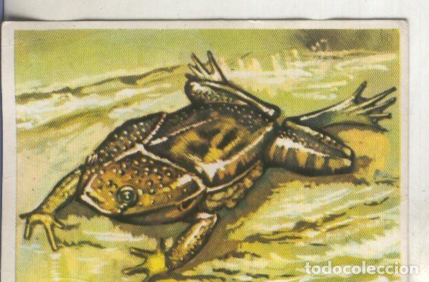 Sammelleidenschaft Sport: Cromos: Historia Natural numero 235 - Varios