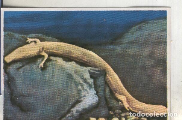 Sammelleidenschaft Sport: Cromos: Historia Natural numero 240 - Varios