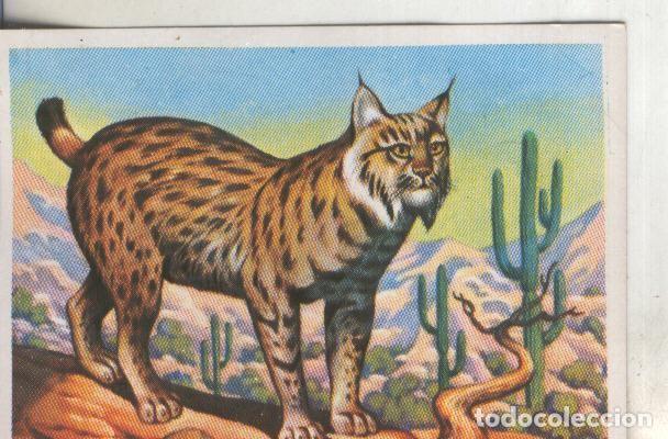 Sammelleidenschaft Sport: Cromos: Historia Natural numero 250 - Varios