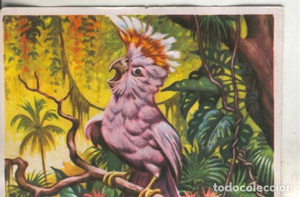 Collezionismo sportivo: Cromos: Historia Natural numero 273 - Varios