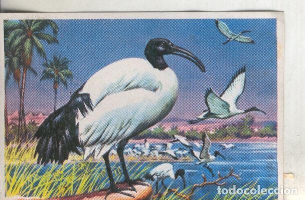 Sammelleidenschaft Sport: Cromos: Historia Natural numero 277 - Varios