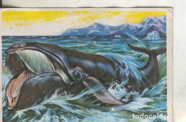 Collectionnisme sportif: Cromos: Historia Natural numero 298 - Varios